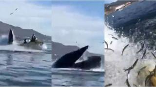 Casi se las traga: ballena jorobada ‘atacó’ así a kayakistas en video viral que estremece las redes