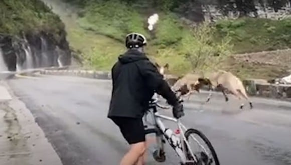 Ciclistas recorrían carretera cuando se toparon con una pelea de carneros. (YouTube)