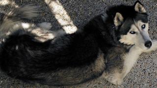 La reacción de un perro siberiano al escuchar el impacto de un trueno por primera vez en su vida