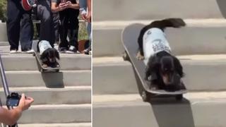 Perro skater causa furor en redes sociales por bajar las escaleras como un profesional