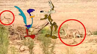 Como en los Looney Tunes: hambriento coyote es captado correteando a un correcaminos