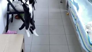 Ni Benzema mostró tal técnica: la parada de este gato que resuena en todo el mundo [VIDEO]