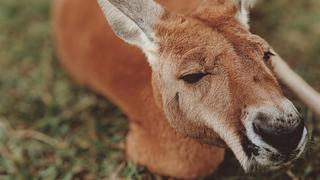 Canguro protagoniza insólita situación y se vuelve famoso en las redes