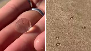 Miles de pequeños animales transparentes tomaron por asalto una playa de California