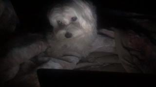 Perro ve película en una tablet y deja boquiabiertos a usuarios