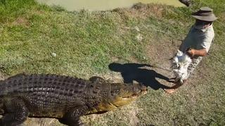 Video viral: así alimenta un experto en cocodrilos al reptil que tiene como ‘mascota’