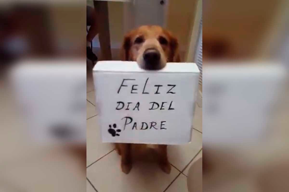 El video viral que protagonizó este perrito raza Golden retriever ha cautivado a millones de internautas. | Foto: @valinas/Twitter