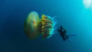Google Maps: esta es la verdadera historia detrás de una supuesta medusa gigante