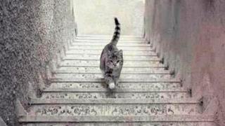 Responde si consideras en el test visual que el gato está subiendo o bajando las escaleras