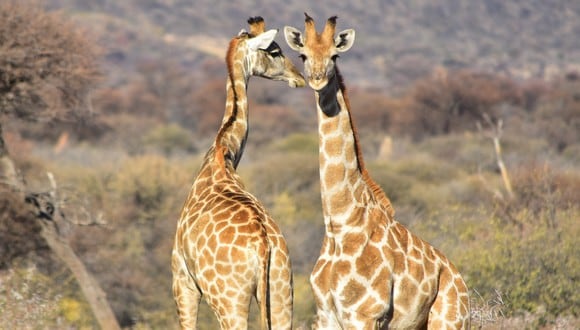 Un video viral muestra cómo una joven jirafa le propina un cabeza a otra, haciendo que su largo cuello quede enredado en una de sus patas. | Crédito: Pixabay / Referencial