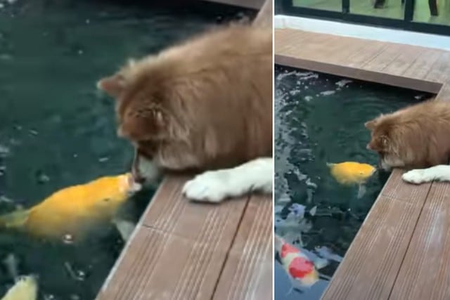 Foto 1 de 3 | El perro estaba echado muy cerca de un estanque para estar junto con su amigo pez. | Crédito: ViralHog en YouTube. (Desliza hacia la izquierda para ver más fotos)