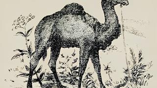 Reto visual del camello: ¿eres capaz de encontrar el rostro del cuidador en la imagen?