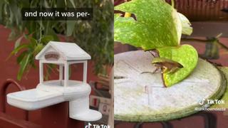 Para mantener a salvo a su rana le construye un palacio en 3D anti depredadores