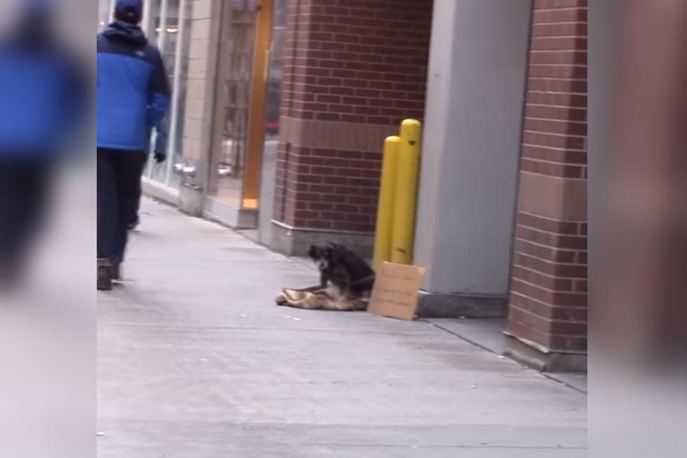 Un perro fue abandonado en un transitada calle de los Estados Unidos. | Foto: UNILAD/Facebook