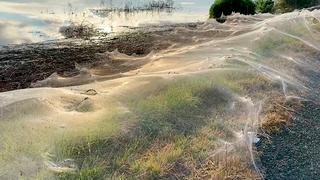 ¡Cuidado aracnofóbicos! Kilómetros de telaraña cubren los prados de una localidad en Australia