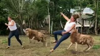 Mujer entró al corral de un violento carnero sin imaginar lo que sucedería