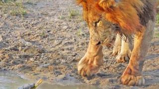 Una furiosa tortuga ‘ahuyenta’ violentamente a un enorme y salvaje león