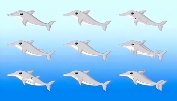 Test visual: el número de delfines que puedas contar revelará tu edad mental (Foto: GenialGuru).