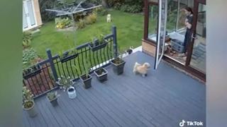 Desenfundó las garras: gato obligó a que unos perros entraran a casa tras ‘pasar’ de su dueña
