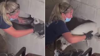 El momento en que una perrita es rescatada tras haber quedado atrapada entre dos paredes