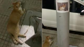 Video Viral: Gato perdido es encontrado justo debajo de su cartel de búsqueda