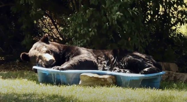 Oso visitó la casa de una mujer y se quedó dormido en la piscina de sus hijos. (YouTube)