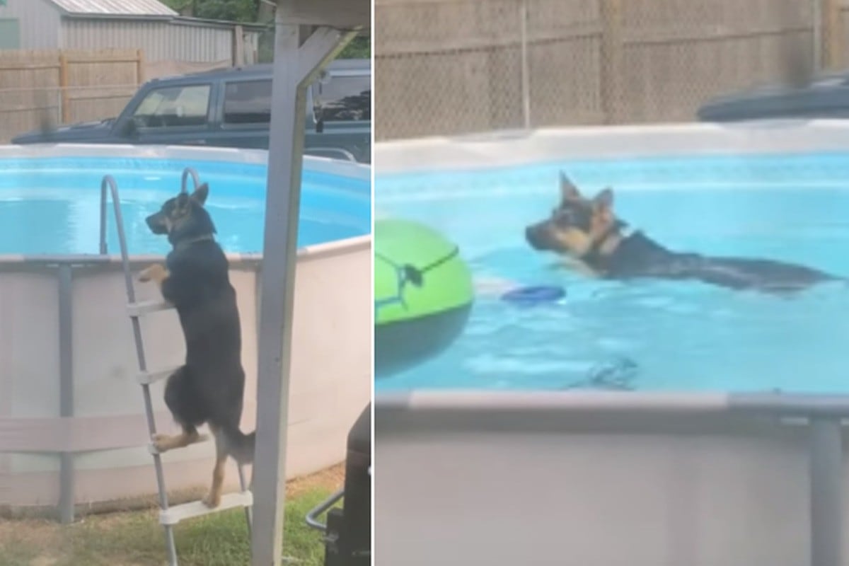 El perro vio la piscina vacía y no dudó en meterse. (YouTube: ViralHog)