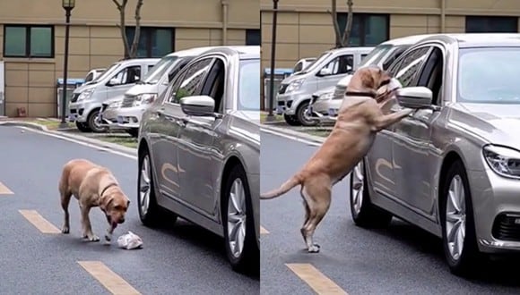 Un video viral muestra cómo un perrito le enseña a una persona a no ensuciar la calle. | Crédito: @woowpets / TikTok