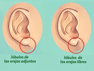 ¿Sabías que tus orejas podrían revelar secretos sobre tu personalidad? Descúbrelo aquí