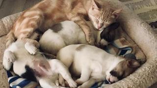 Una gatita se convirtió en madre de unos cachorros huérfanos tras perder a sus crías