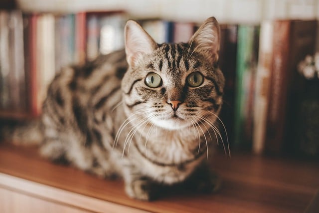 El gato impresionó bastante en Facebook con su conducta. (Pixabay)