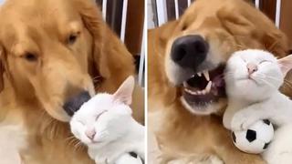 Perro y gato protagonizan una escena que está ‘derritiendo’ el corazón del todos