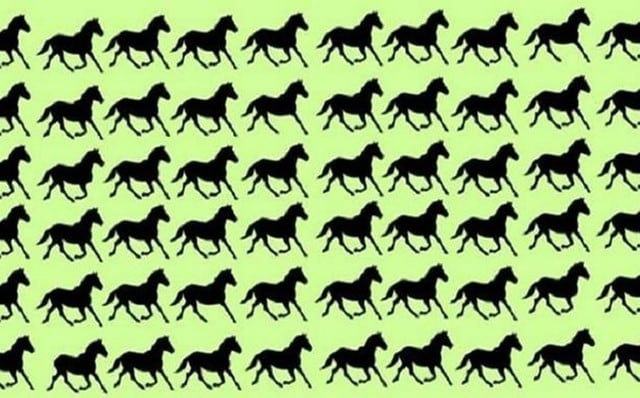 Encuentra los seis caballos ocultos: el reto visual que nadie ha podido superar. [FOTOS]