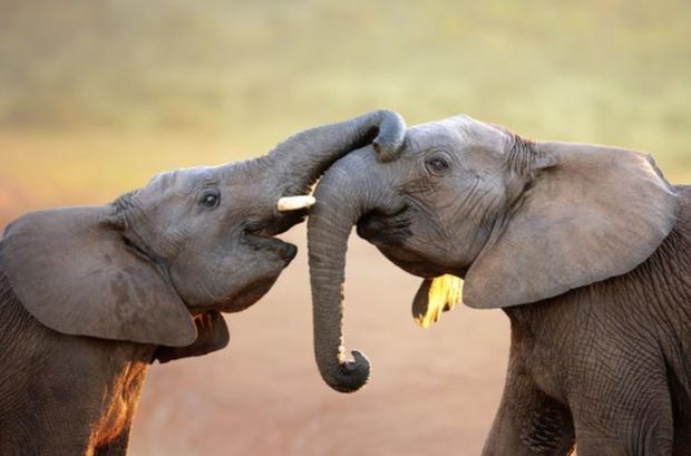 Reto viral: ¿eres capaz de ubicar la piña entre los elefantes? El 99% no logró encontrarla (Foto: Genial.Guru).