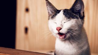 Hombre enseña a su gato a “reírse” y lo convierte en una estrella de TikTok