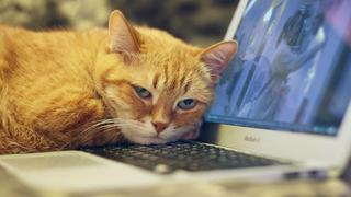 Un gato destruyó la computadora de su dueña cuando ella trabajaba desde casa