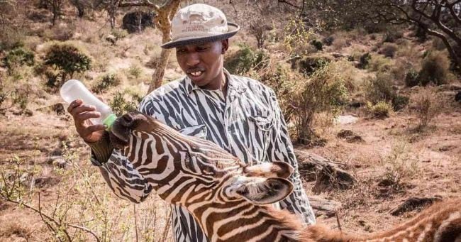 Guardianes de reserva natural usan trajes a rayas para cuidar a cebra que quedó huérfana en Kenia. (Fotos: Instagram)