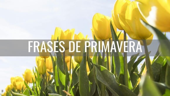 FRASES | Celebra la primavera con estas bonitas frases que podrás poner compartir este 19 de marzo. (Foto: Pexels)