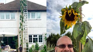 Padre cumple el deseo de su menor hijo al plantar un girasol más grande que su casa