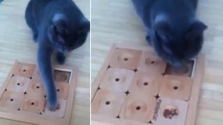 Gato resuelve sudoku para obtener comida y deslumbra a las redes sociales