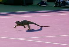 ¡Insólito! Una iguana gigante interrumpió partido del Masters 1000 de Miami [VIDEO]
