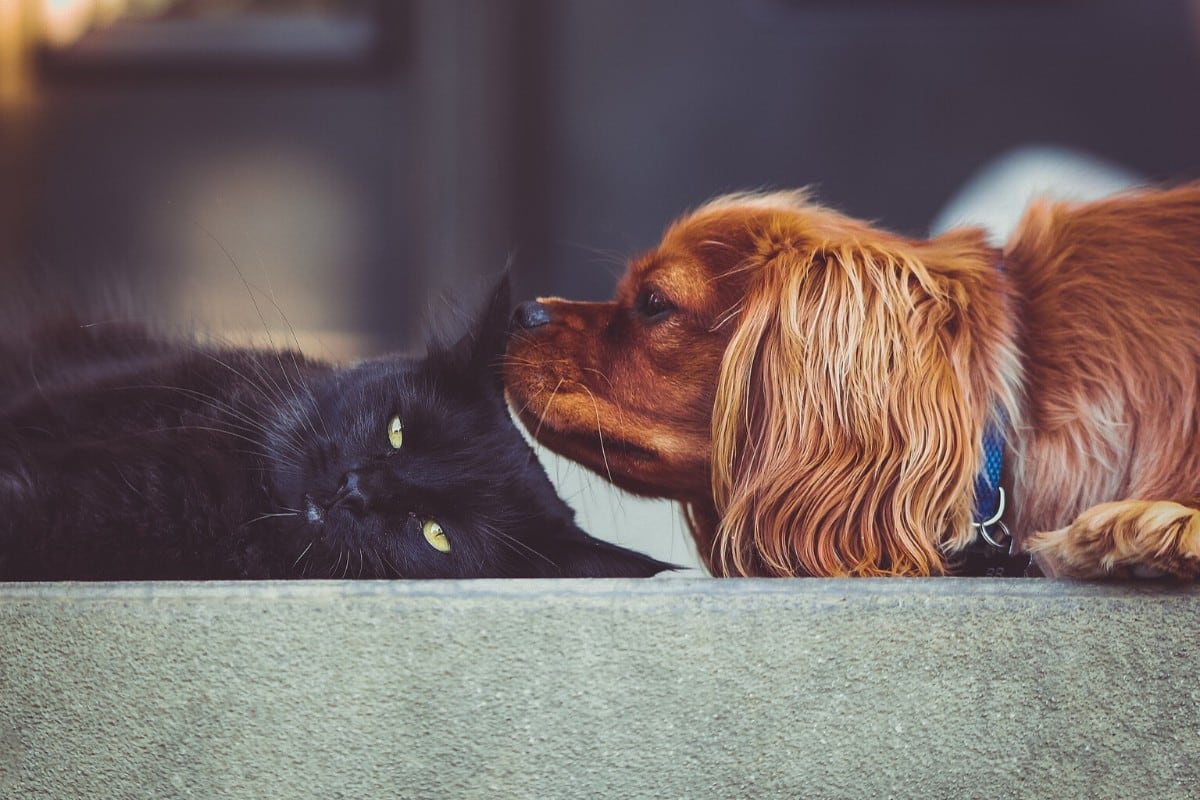 Un perro causó sensación por su singular respuesta al accionar del gato con el que comparte espacio. (Foto: Pixabay/Referencial)