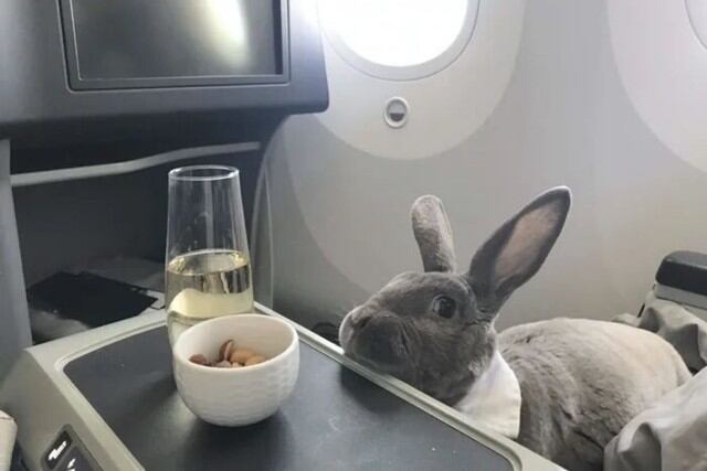 Se trata de una coneja registrada como animal de apoyo emocional de su dueña, que la acompaña en sus viajes al exterior. (Foto: Kennedy News)
