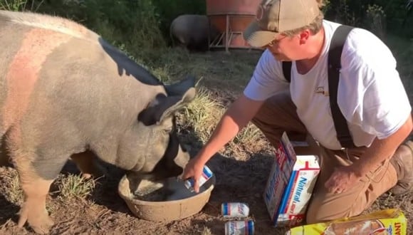 Un video viral muestra el curioso método de un granjero para curar la pezuña de su cerdo. | Crédito: Red Tool House - Homestead / YouTube