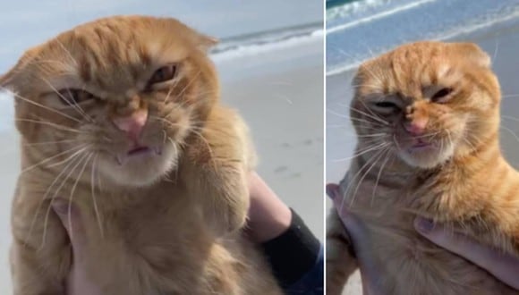 La singular reacción del gato, al estar por primera vez en la playa, dio la vuelta al mundo. (Foto: Pumpkin the Cat / Facebook)