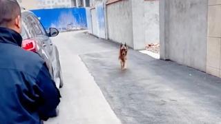 ¡Emotivo! El video viral de una perrita encontrándose con su dueño remece las redes sociales