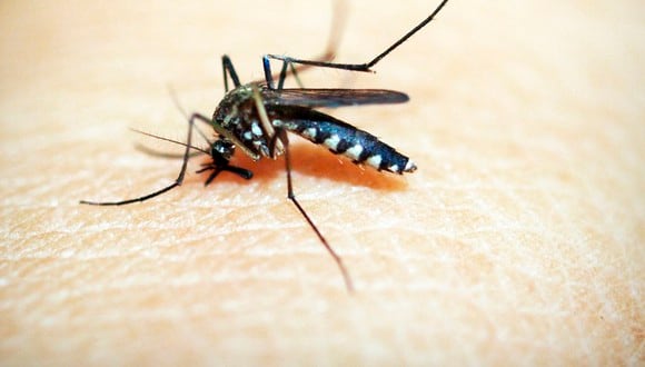 Sigue estas recomendaciones para prevenir contagiarte de dengue. (Foto: Pixabay/41330)