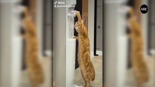 Viral: gatito usa dispensador para beber agua