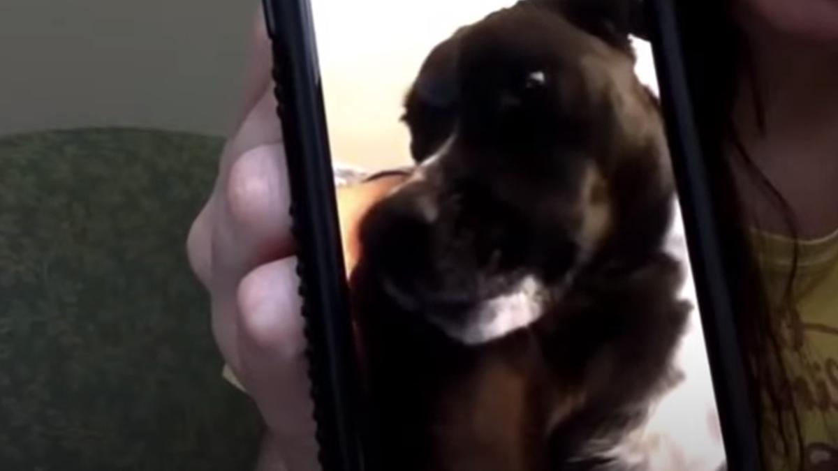 VIRAL en Facebook, La extraña reacción de un perro durante la madrugada  que dejó atónitos a todos en redes sociales, Estados Unidos, USA, EEUU, California, Perros