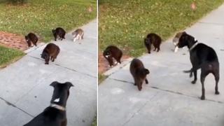 El hilarante momento en que un perro se encuentra sin querer con cuatro gatos callejeros